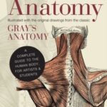 Anatomy